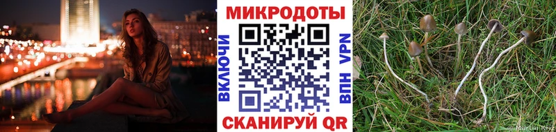 Купить где Химки Псилоцибиновые грибы GOLDEN TEACHER